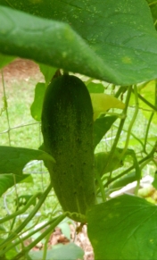Cucumber in the garden